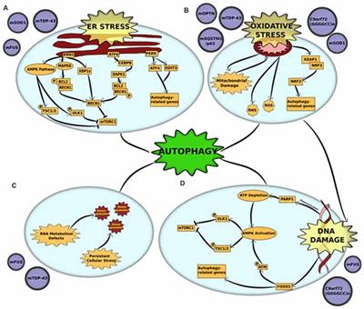 Autophagy Dysregulation in ALS: When Protein Aggregates Get Out of Hand